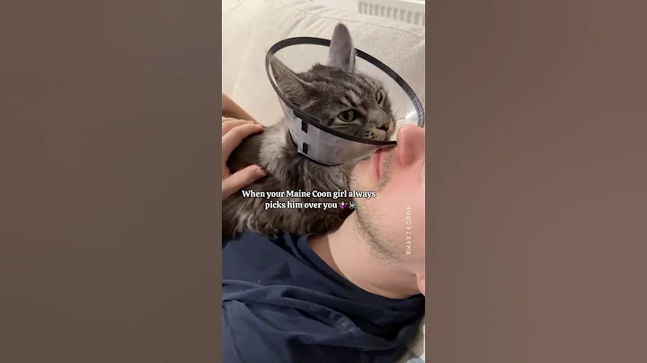 Video 11738931: maine coon girl, maine coon love, purr