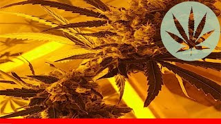Northern Lights #5 X Haze - All About This Strain