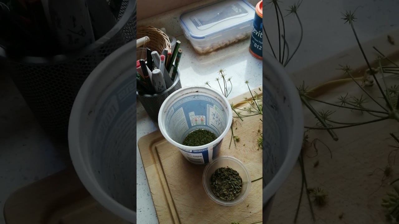 Collecting/harvesting Fennel Seeds November UK YouTube