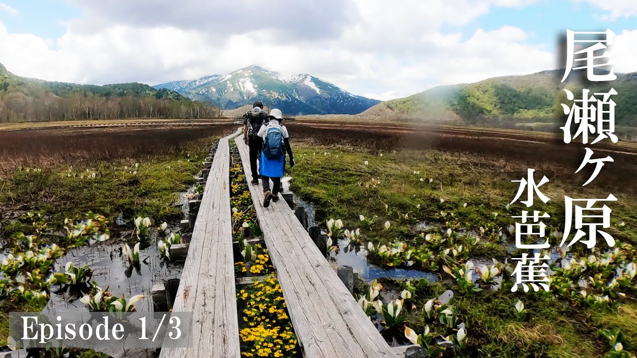 アヤメ平ルートの歩き方【尾瀬ヶ原ミズバショウ2023】1/3 知る人ぞ知る！鳩待峠ーアヤメ平ー尾瀬ヶ原
