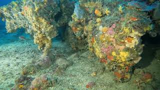 Scuba Diving Ullastres III Mars 2024