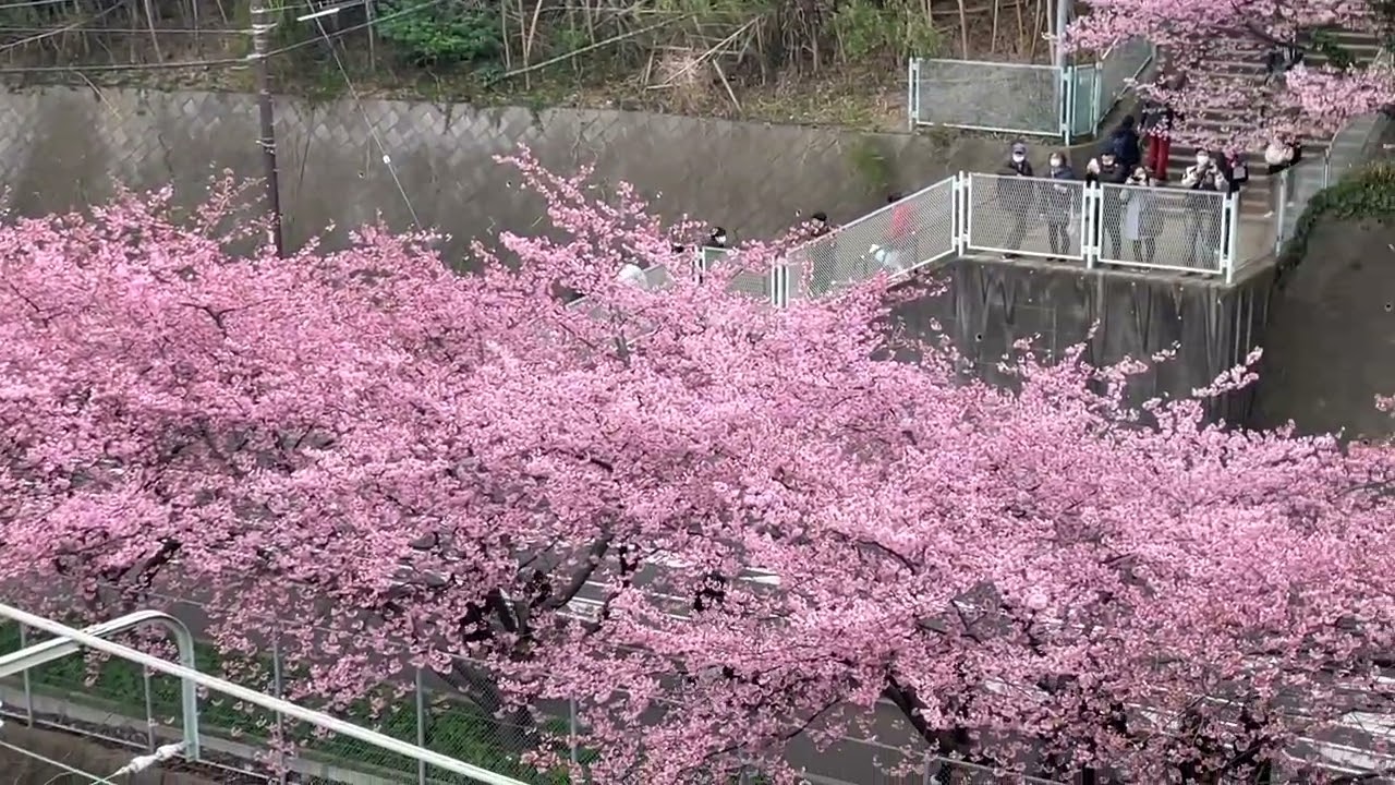 さくらまつり2026 #japaneseculture #hanami #miura #festival #河津桜　#京急線　#三浦海岸駅　#keikyu #小松ヶ池公園　#三浦海岸河津桜2026