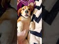 Ek Ajooba prani💤#viral #trending #shorts #shortsviral #shortsfeed #ytshorts #pets #cute #pets #yt