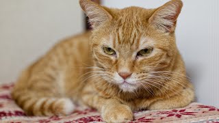 月刊eyeキャッツ2025年9月号