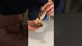 Famous Python Bites Itself!! Wealth