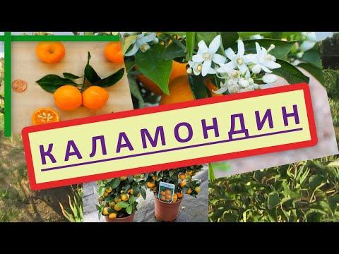 Каламондин, цитрофортунелла. Выращивание