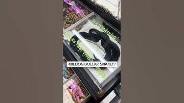 MILLION DOLLAR BALL PYTHON!?