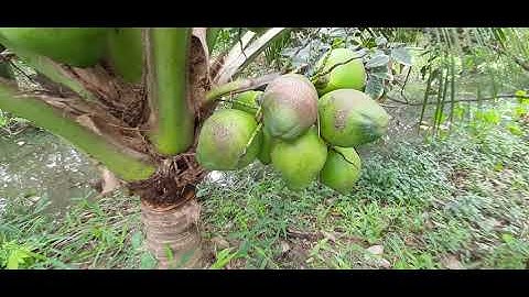 Giống dừa xiêm xanh lùn siêu trái năng xuất cao