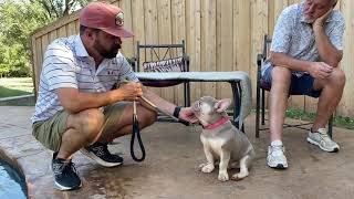 New shade French Bulldog  stud