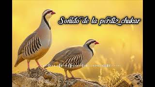 Canto de la Perdiz Chukar | Sonido Natural y Llamada Real