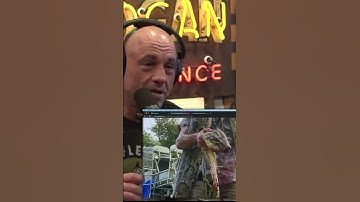 Giant Pythons Vs Alligators Epic Rescues Caught on Camera