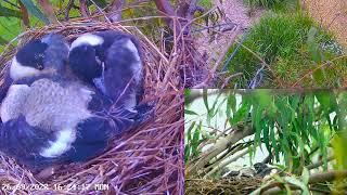 Australian Magpie Nesting screenshot 5