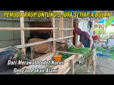 Rawat Pedetan Kurus Harga Murah Pemuda Ini Raup Untung 5 Juta/Ekor Per 4 Bulan