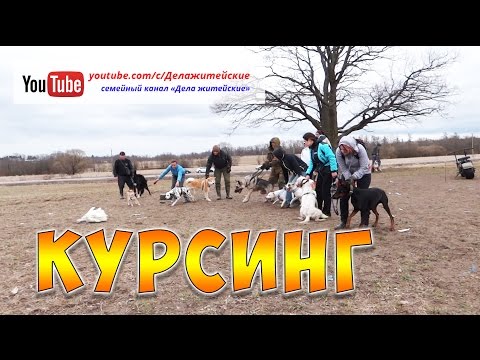Видео: Курсинг: спорт для собак, рожденных для погони