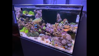 Red Sea Reefer 250 Tank Tour and Equipment