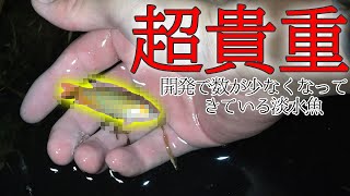 【純血】超貴重な激レア魚を捕獲しました【闘魚釣り 後編】