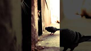 Shadow At The Corner Cat Vs Pigeon