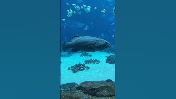 big grouper #shorts #funny