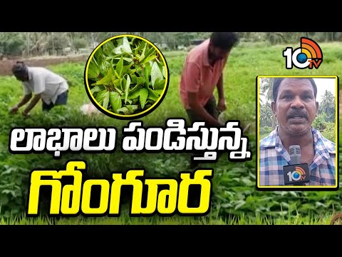 Huge Profit In Gongura Cultivation | లాభాలు పండిస్తున్న గోంగూర | Matti Manishi | 10TV - 10TVNEWSTELUGU