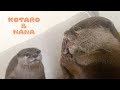 カワウソコタローとハナ 布団で寝てる母ちゃんの上でプロレス Otter Kotaro&Hana Play Fighting On Bed