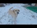 雪遊びよりも暖かいお家の中が良いα世代。ラブラドールきなこ９歳サブレ４歳４か月