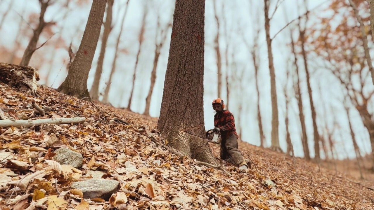 Посмотрите, как дерево отваливается от пня! Как подготовиться к такой ситуации?