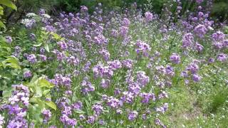 Hesperis matronalis