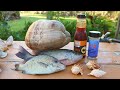 Catch n' Cook Snapper & Coconuts - Fishing Florida🌴