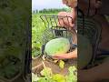 Hilarious Watermelon Protection Hack:｜Locking Up a Growing Watermelon in a Cage!