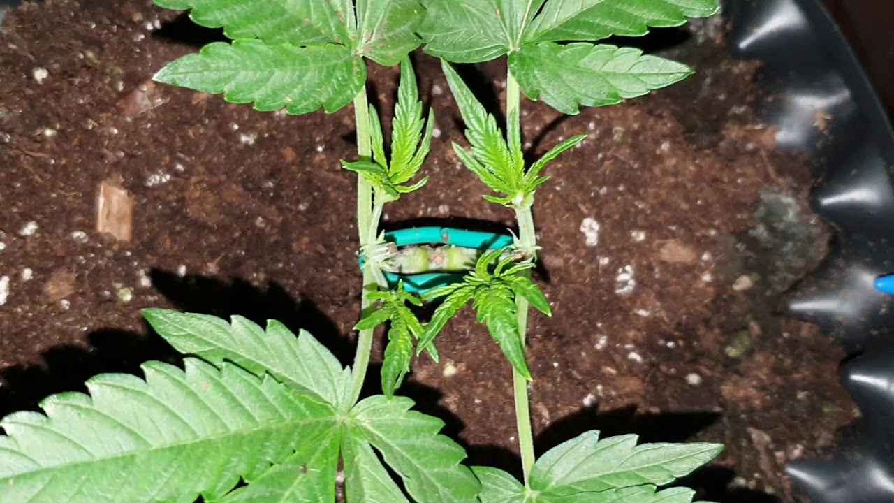 Royal Creamatic - Day 25