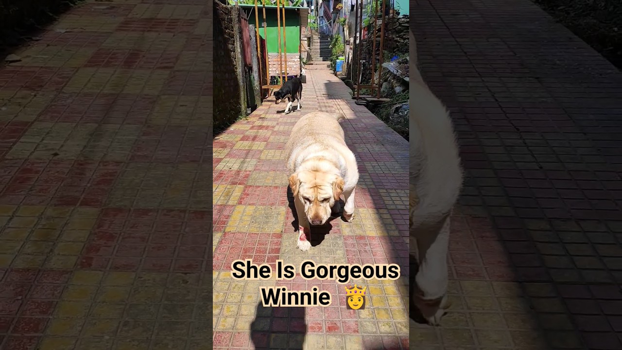 Gorgeous Winnie Winnie Is Getting Fat Day By Day Cuteness Gorgeous Winnie Winnie Is Getting Fat Day By Day Cuteness
