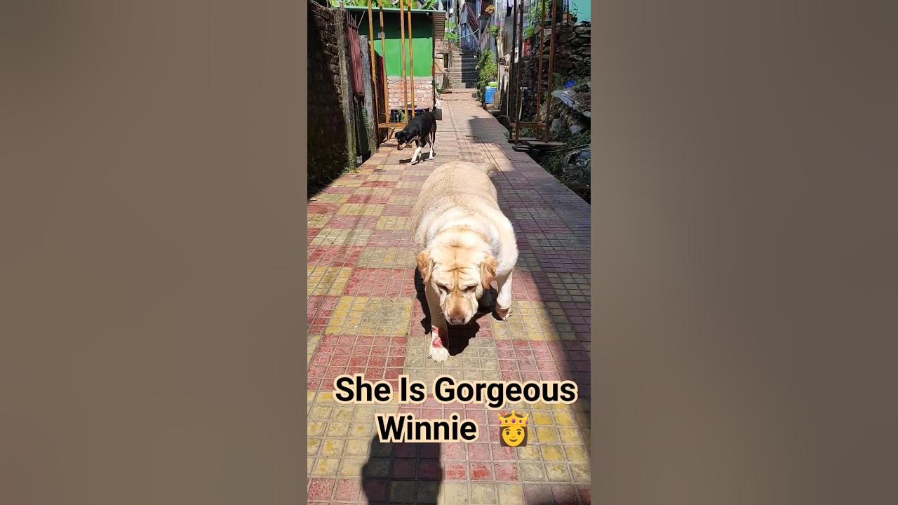 gorgeous-winnie-winnie-is-getting-fat-day-by-day-cuteness
