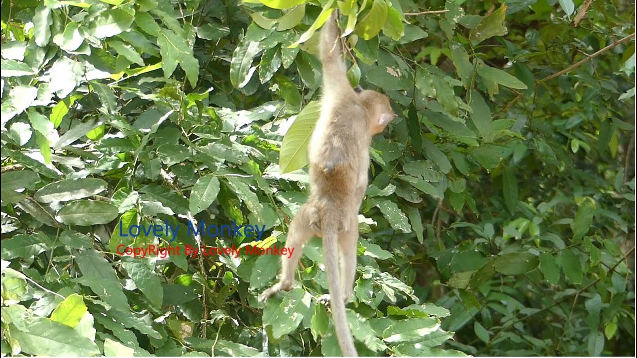 Look At Baby Janna Is She Falling Down From The Tree Or Not?