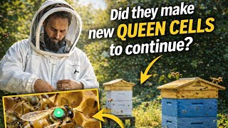 Did They Make New Queen Cells to Continue?