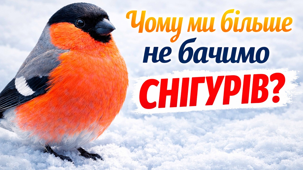 Куди зникли СНІГУРІ? Правда про зникнення зимових птахів