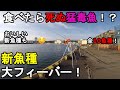 【千葉県勝浦市】秋の外房調査釣行！11月上旬に房総半島の太平洋側にある釣り場で釣りしてみたら見たことない魚種が連発して新魚種フィーバーに…！そしてあの超猛毒を持つ魚が…！【2021.11.02】
