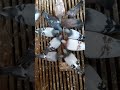 Breeding Pigeons for Minerals