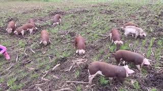 Hereford piglets update 3-27-20