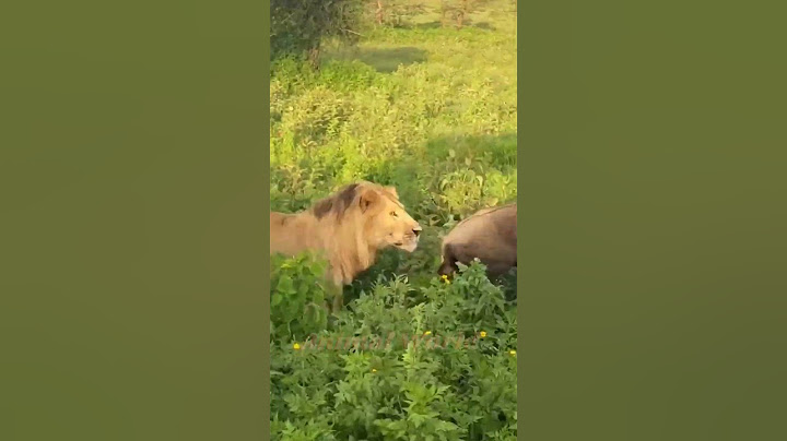 Lion Walks Right Into Sleeping Wildebeest😮 #forest #animals