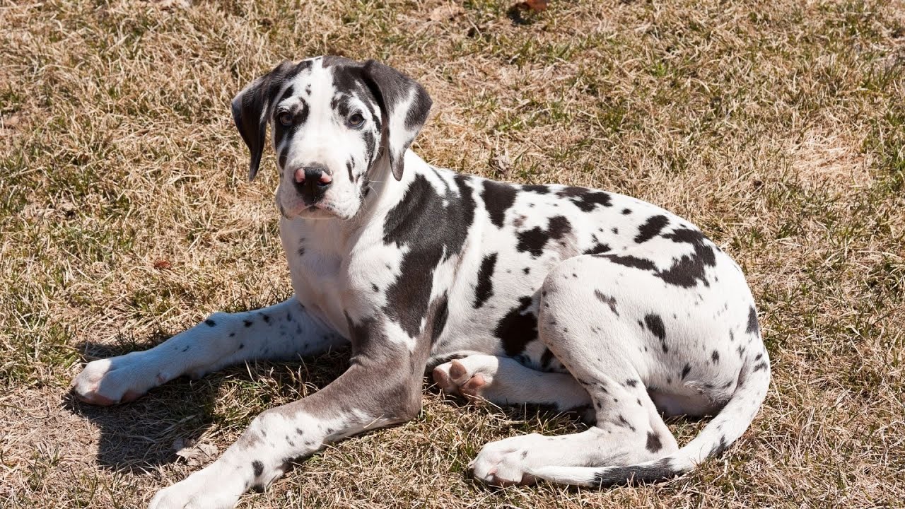 Understanding Great Dane Allergies and Sensitivities YouTube