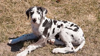 Understanding Great Dane Allergies and Sensitivities Understanding Great Dane Dietary Needs And Supplements