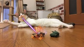 ニャジラ VS ゴジラ！Meow Zilla vs. Godzilla ! 猫 モスラ？エビラ