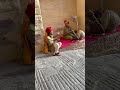 #colourful#rajasthan#fort#jodhpur