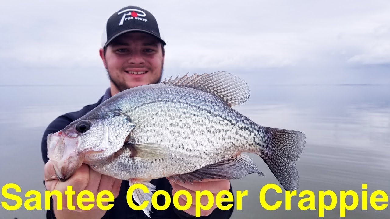 Santee Cooper Crappie Fishing 