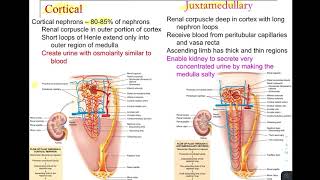 Urinary System Part 1