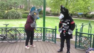 Furry Cotton Eye Joe