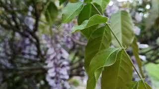 Walking Around Wisteria and a Well