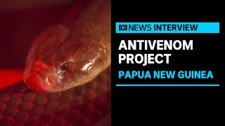 Australian-made antivenom tackles high snake bite rate in Papua New Guinea | ABC News