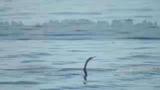 Pier On Alligator Alley