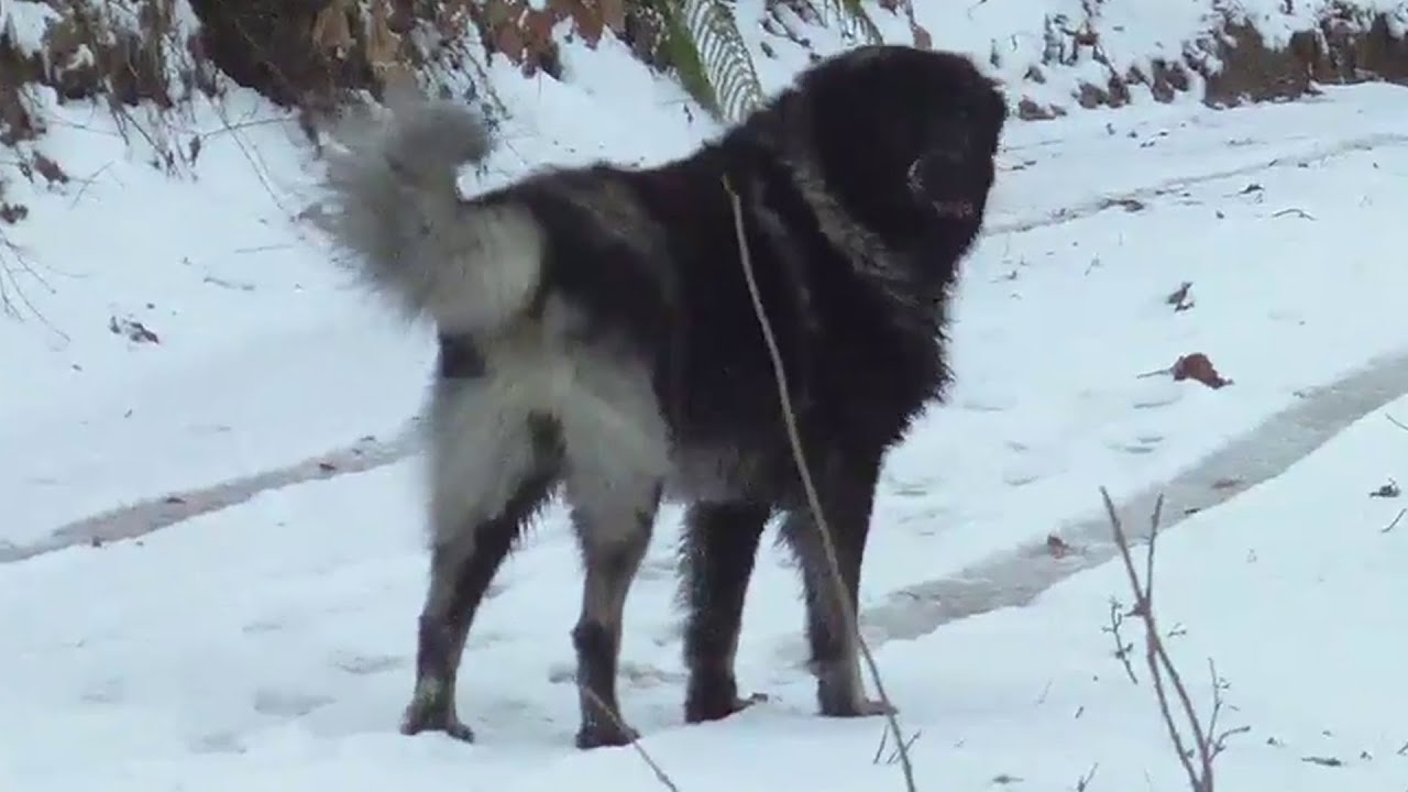 Livestock Guardian Dog On The Mountain Juhor ⛰️